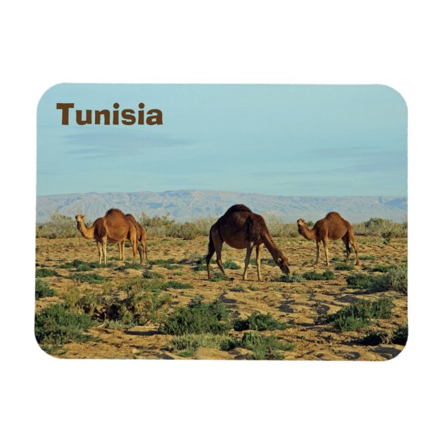 Ímã Camels, Tunísia (Horizontal)