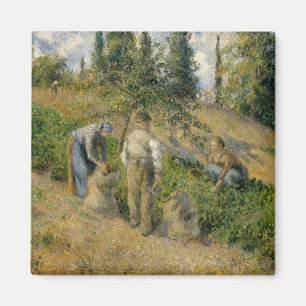 Imã Camille Pissarro   a colheita, Pontoise