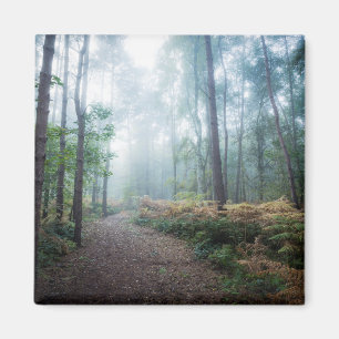 Imã Caminhada enevoada da floresta