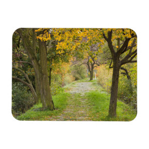 Ímã Caminho Arborizado no Outono