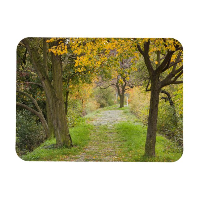 Ímã Caminho Arborizado no Outono (Horizontal)