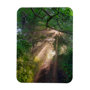Ímã Caminho da Floresta