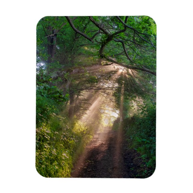 Ímã Caminho da Floresta (Vertical)