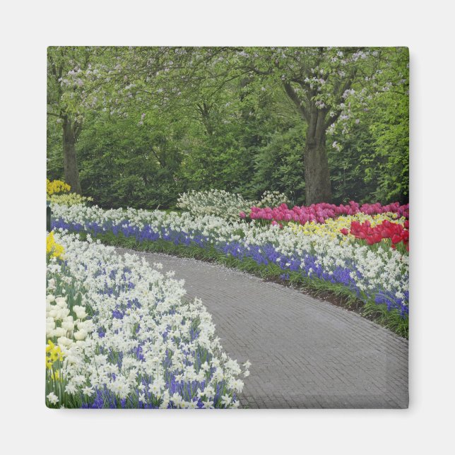 Imã Caminho de calçada através de tulipas e narcisos, (Frente)