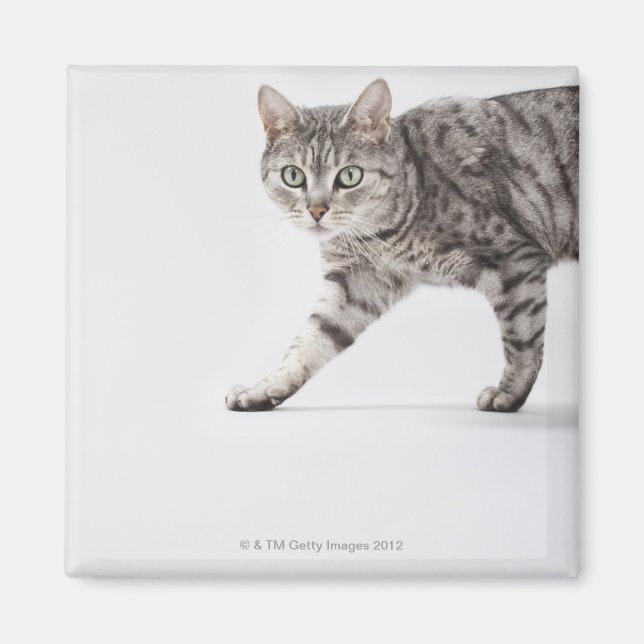 Imã Caminho de gato (Frente)