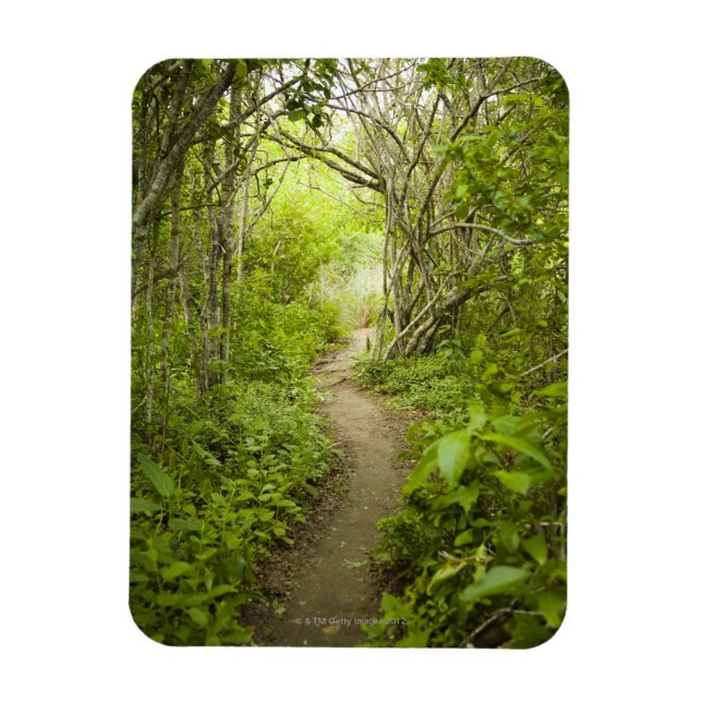Ímã Caminho pela floresta (Vertical)