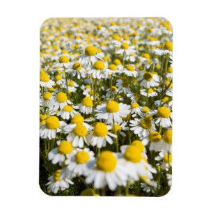 Ímã Camomile Field, Hungria