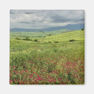 Imã Campo agrícola, região da Toscana, Itália.