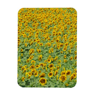 Ímã Campo amarelo do girassol