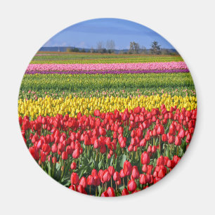 Imã Campo colorido da tulipa