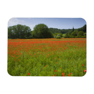 Ímã Campo da papoila, Chiusi, Italia