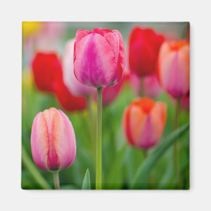 Imã Campo das tulipas