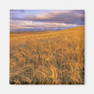 Imã Campo de cevada madura ao longo das Rochosas