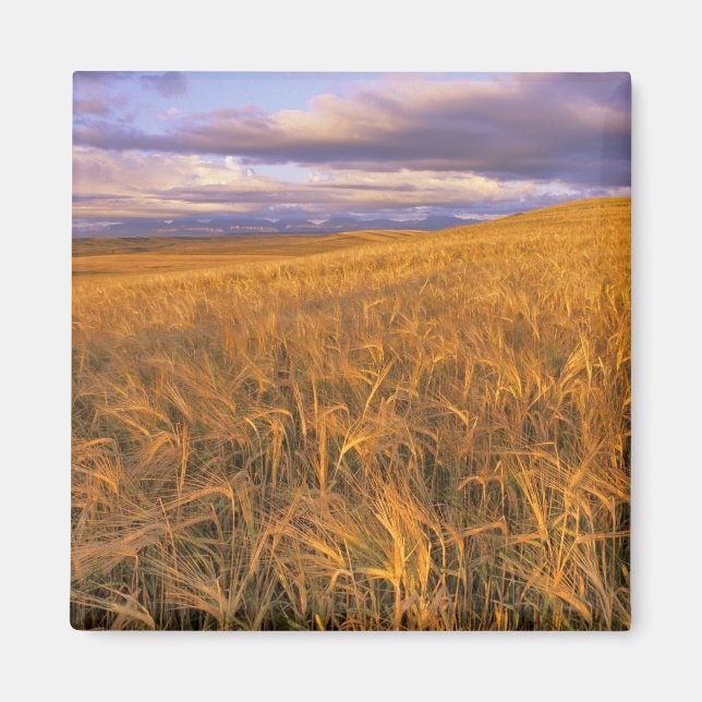 Imã Campo de cevada madura ao longo das Rochosas (Frente)