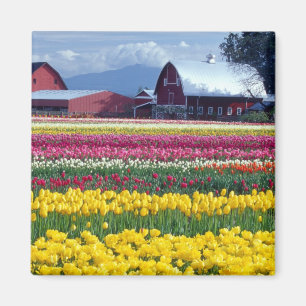 Imã Campo de exibição de tulipas