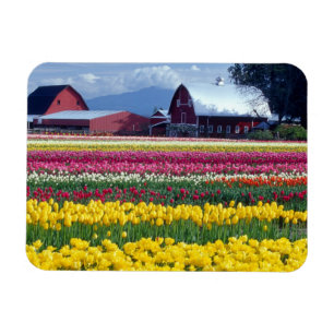 Ímã Campo de exibição de tulipas