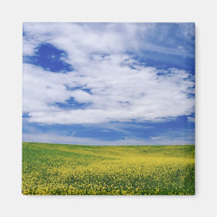 Imã Campo de flores canola ou mostarda, Palouse