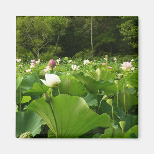 Imã Campo de Flores de Lotus no Jardim de Verão