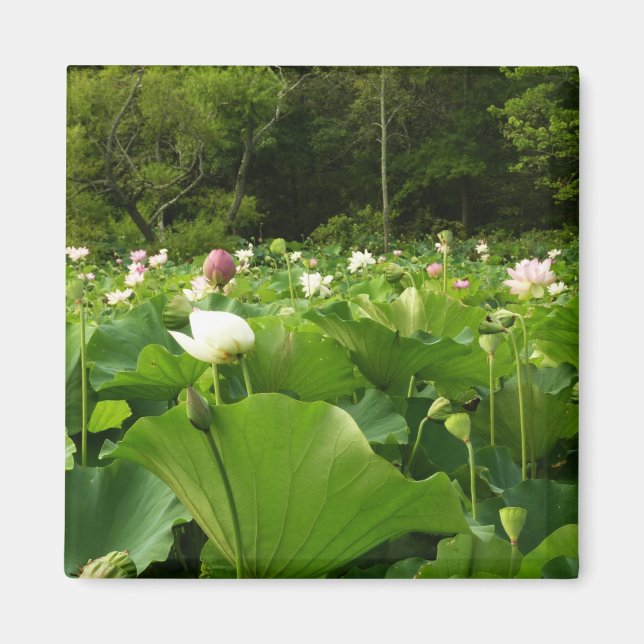 Imã Campo de Flores de Lotus no Jardim de Verão (Frente)