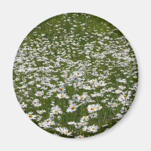 Imã Campo de flores silvestres do Alasca da Daisies