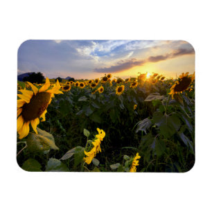 Ímã Campo de girassóis de florescência
