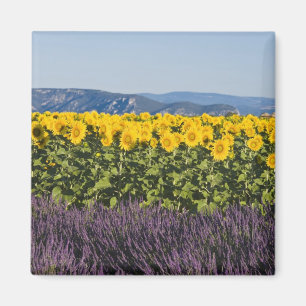 Imã Campo de girassóis e flores de lavanda,