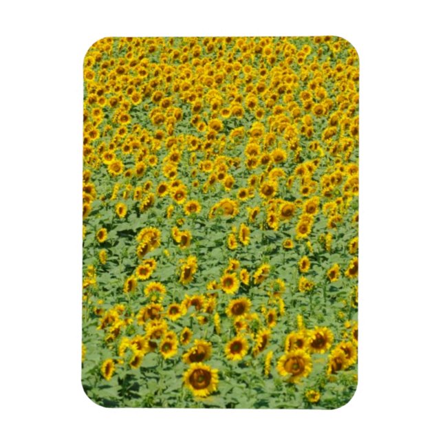 Ímã Campo de girassol amarelo (Vertical)