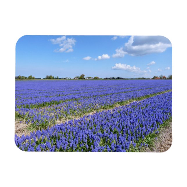 Ímã Campo de Hyacinths (Horizontal)
