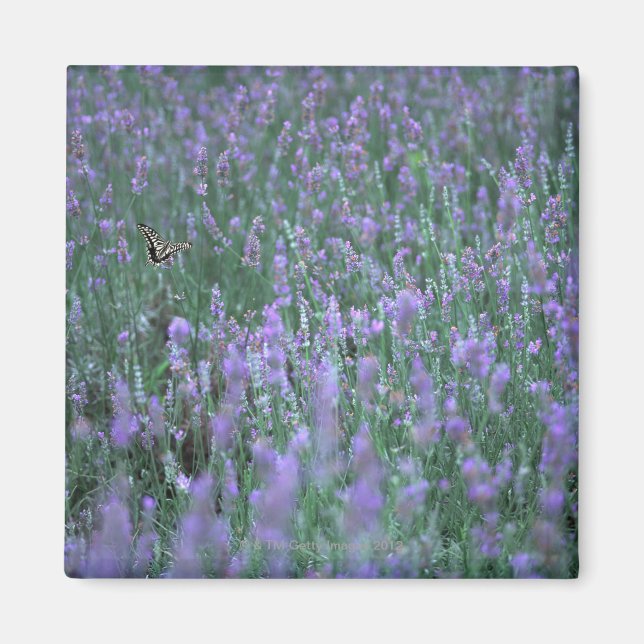 Imã Campo de lavanda (Frente)