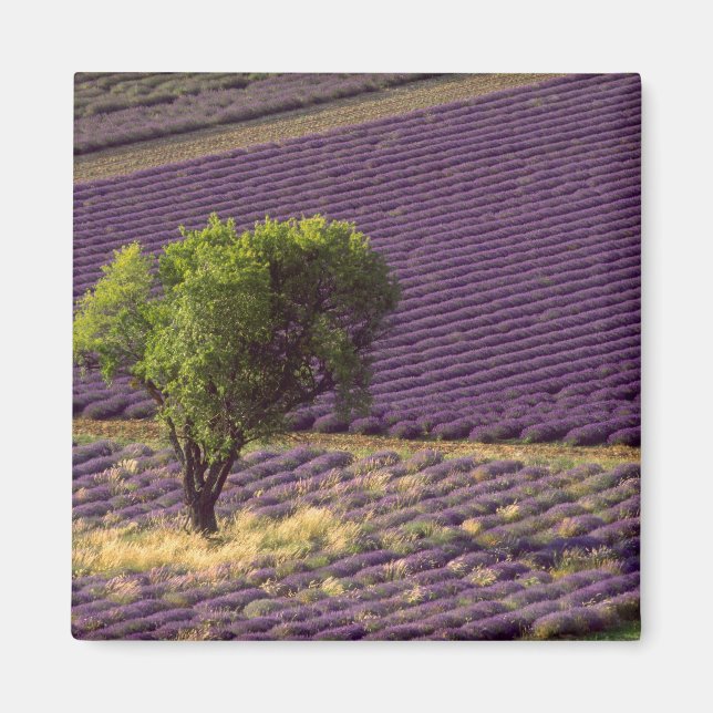 Imã Campo de lavanda na Alta Provença, França (Frente)