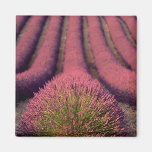 Imã Campo de lavanda na Alta Provença, França 2