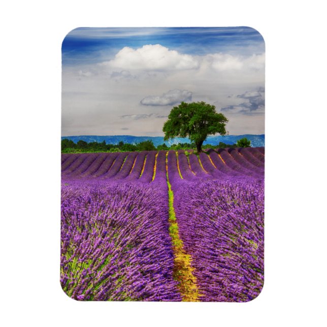 Ímã Campo de lavanda panorâmico, França (Vertical)