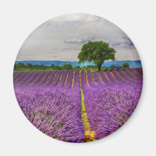 Imã Campo de lavanda panorâmico, França