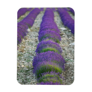 Ímã Campo de lavanda, Provença, França