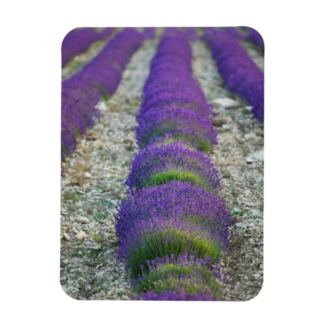 Ímã Campo de lavanda, Provença, França (Vertical)