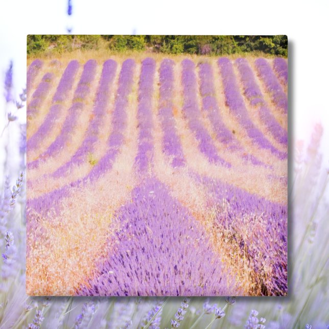 Imã Campo de Lavanda Provença França Ímã (Criador carregado)