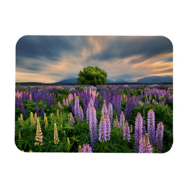 Ímã Campo de Lupin na Nova Zelândia (Horizontal)