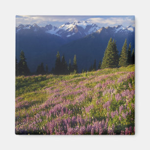 Imã Campo de lupino, Mt. Olympus, e nuvens em