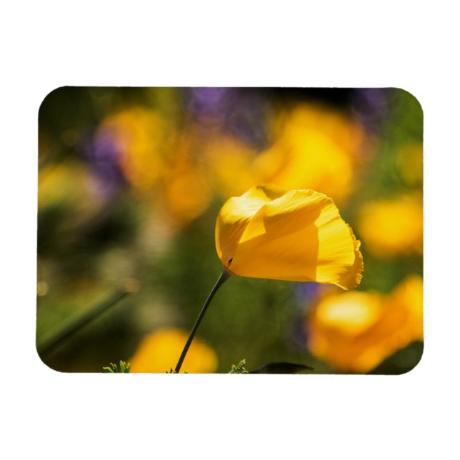 Ímã Campo de papoila dançante (Horizontal)