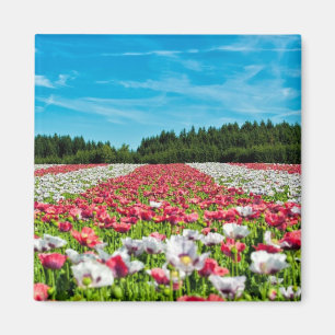 Imã Campo de preenchimento branco e vermelho