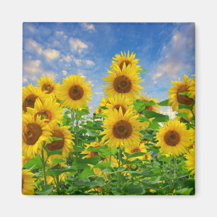 Imã Campo de Sunflower