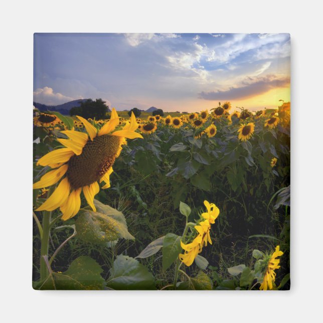 Imã Campo de Sunflower Blooming (Frente)