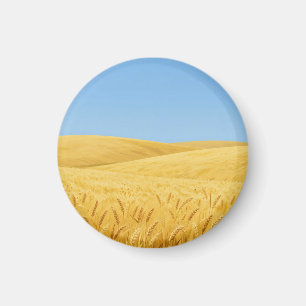 Imã Campo de Trigo Dourado Sob o Céu Azul