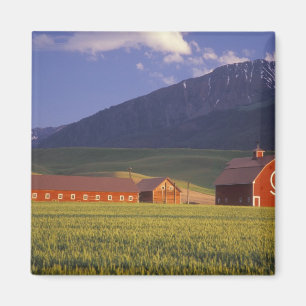 Imã Campo de trigo no vale de Wallowa, apenas fora