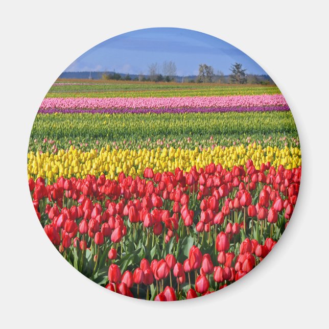 Imã Campo de tulipa colorida (Frente)