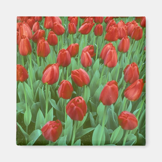 Imã Campo de tulipas floresce na primavera. (Frente)