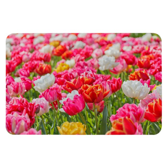 Ímã Campo de Tulipas Magnet (Horizontal)