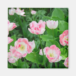 Imã Campo de tulipas rosa