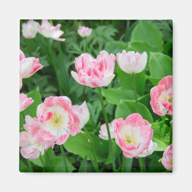 Imã Campo de tulipas rosa (Frente)