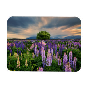 Ímã Campo do Lupin em Nova Zelândia